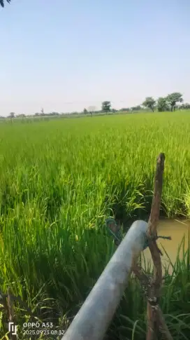 DIJUAL TAMBAK/SAWAH (SIAP PAKAI)