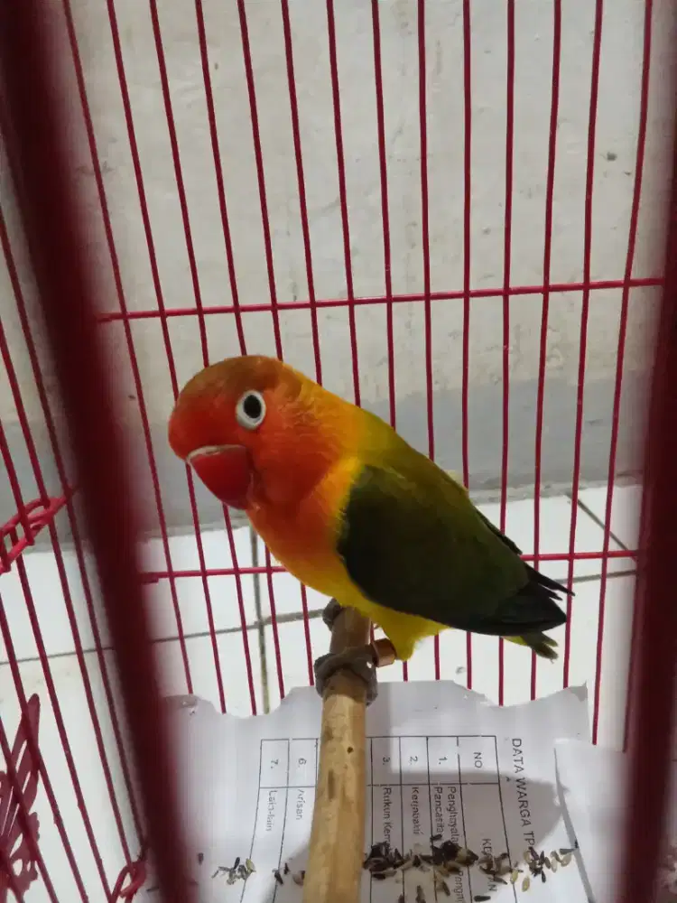 Burung Lovebird