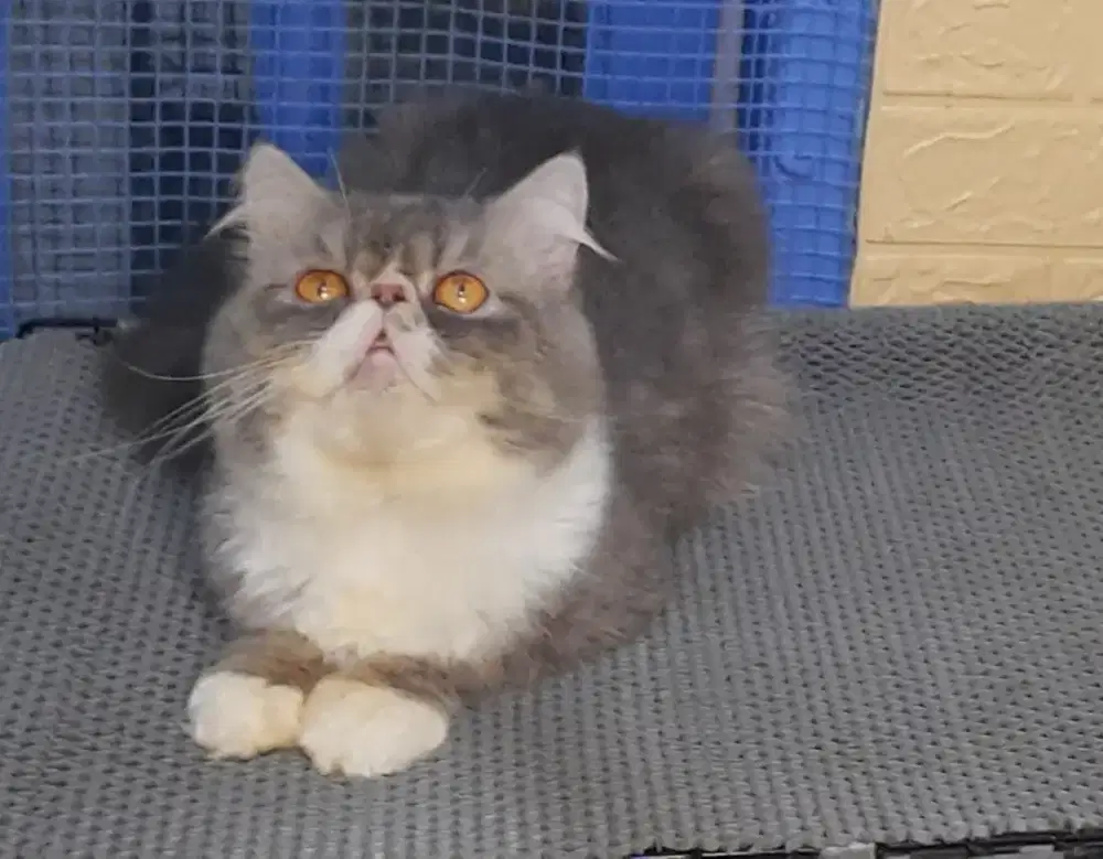 PACAK KUCING PERSIA PEAKNOSE/PESEK