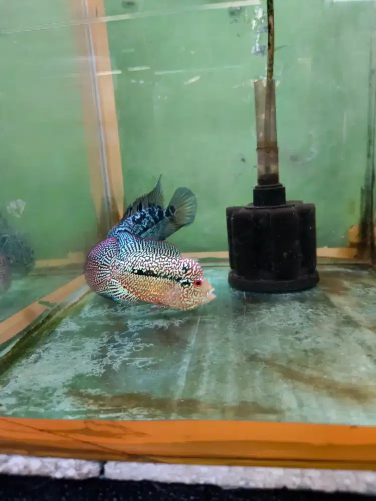Ikan Louhan Cencu
