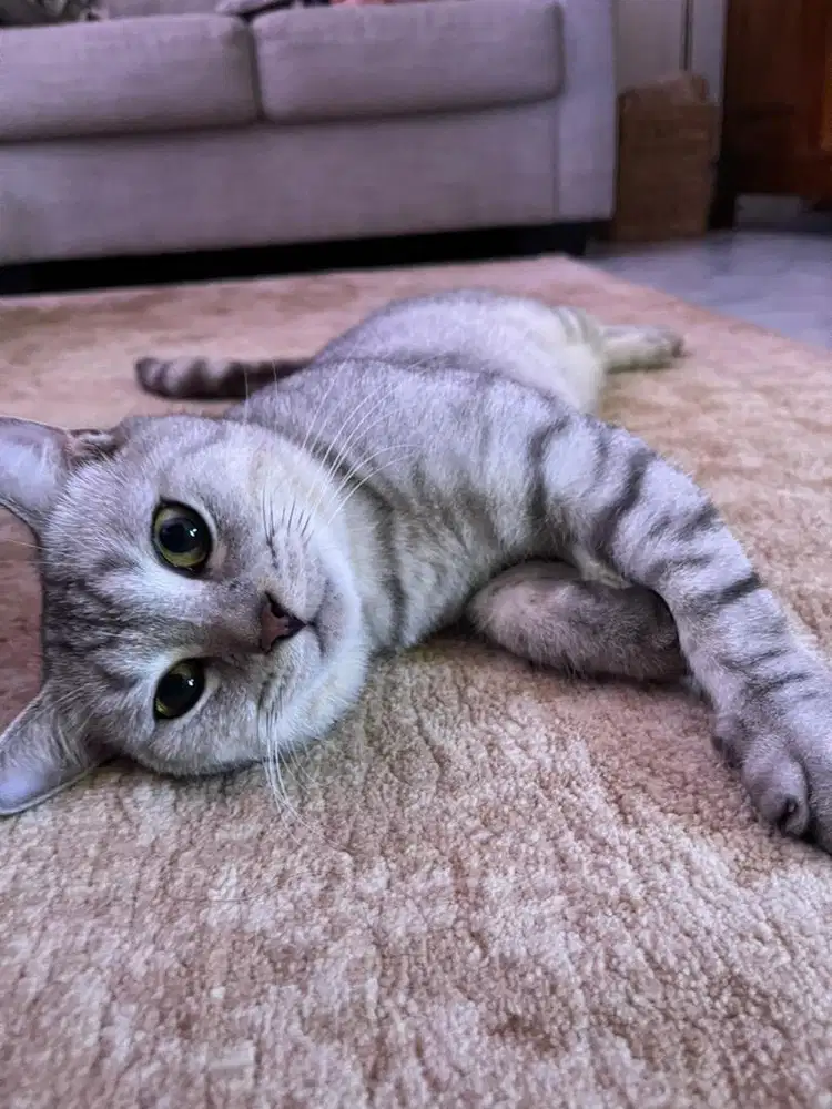 BSH Silver Tabby