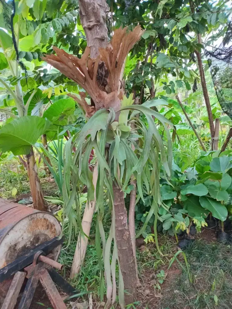 Tanaman hias tanduk rusa besar rumpun