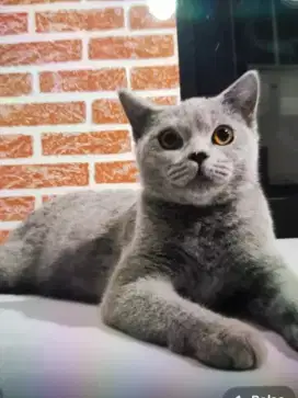 ADOPSI KUCING BSH