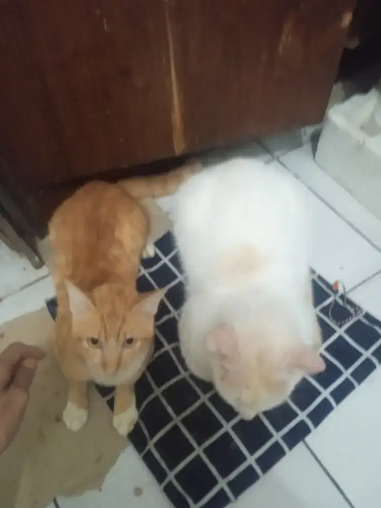 Open adopsi ganti pakan
