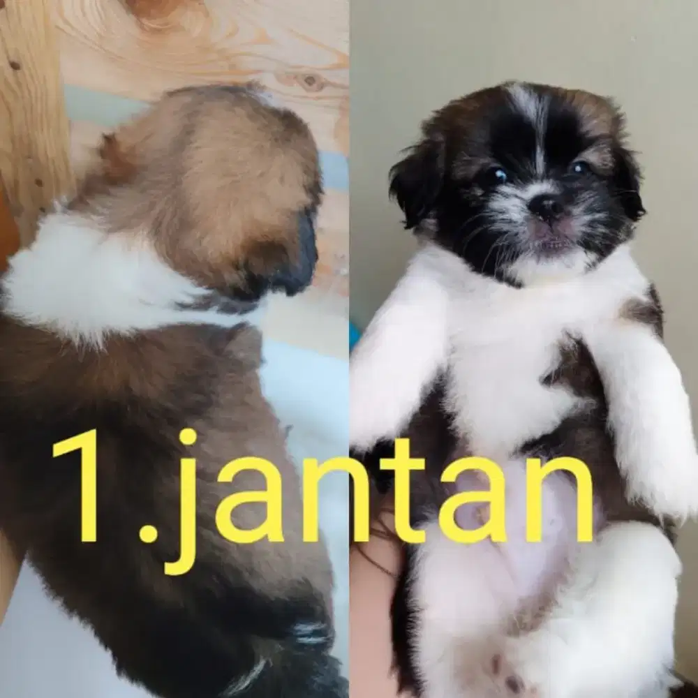 Anak anjing shitzu 1 bulan 1 minggu