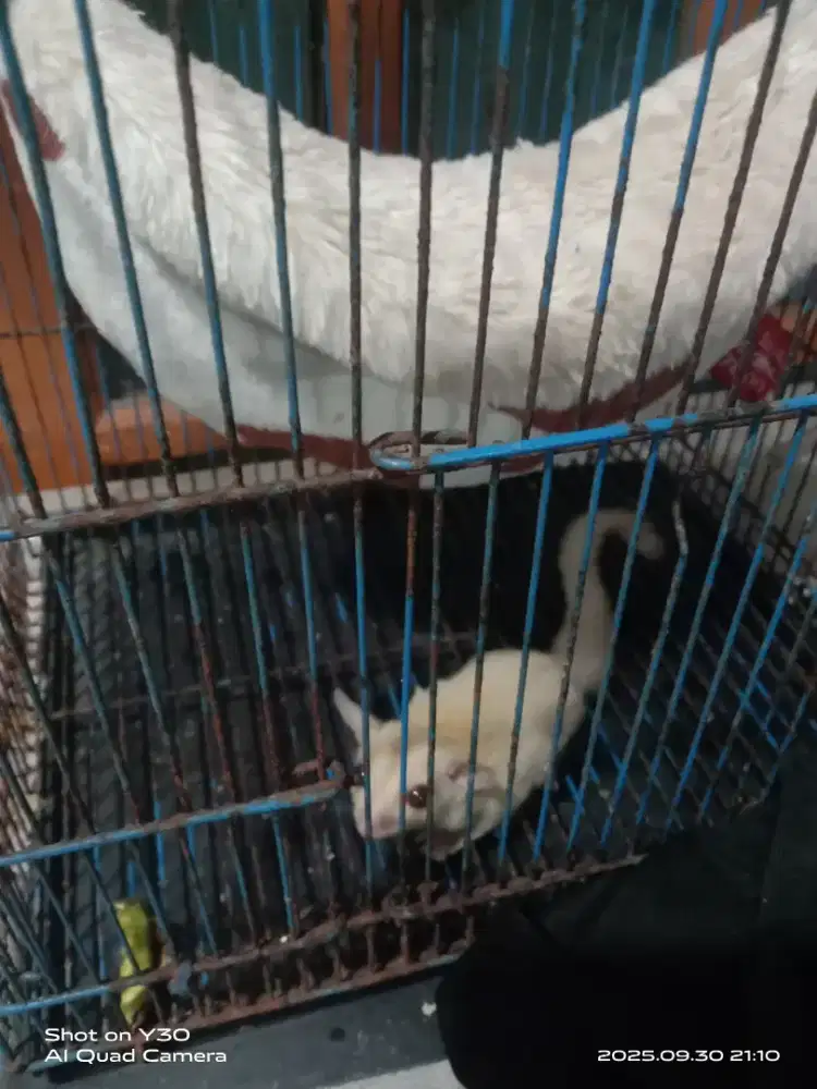 Sugar glider Joey creamino