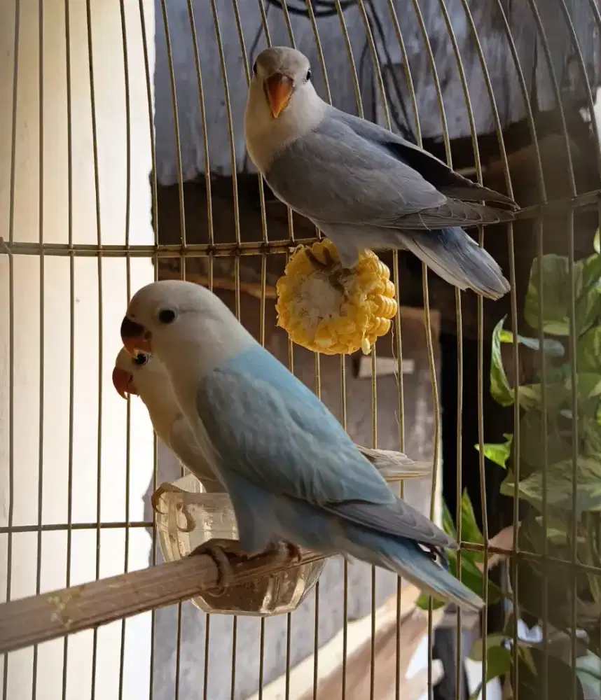 Lovebird Marbel Balibu