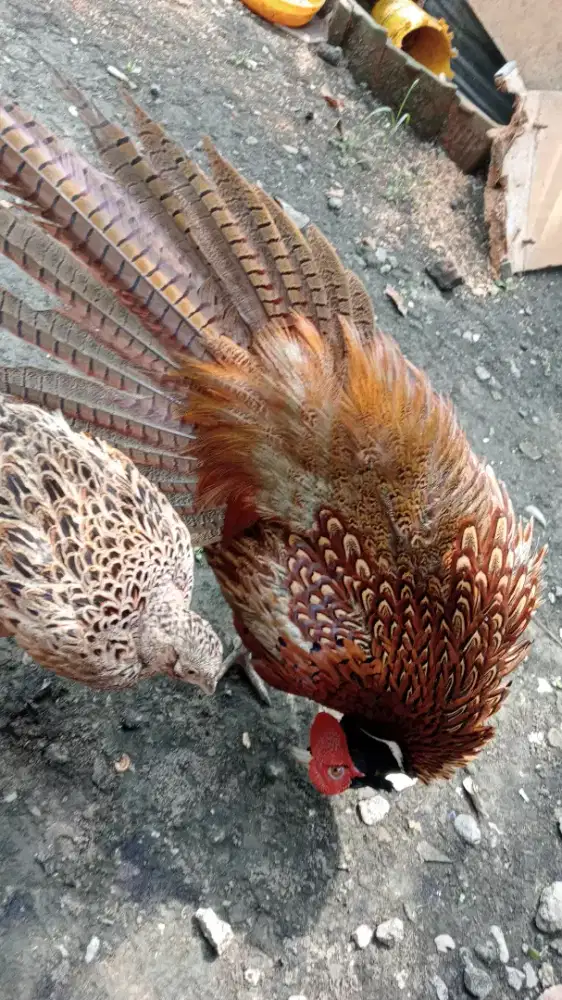 Ayam hutan ringneck pheasand