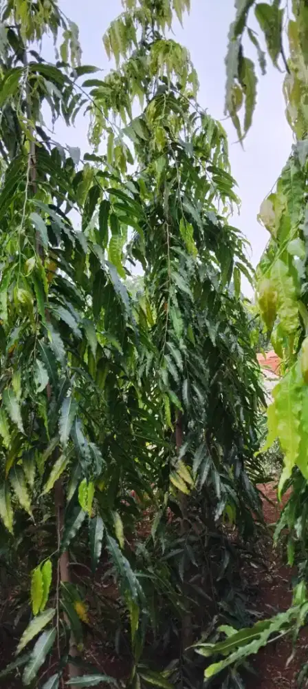 Pohon glodokan tiang