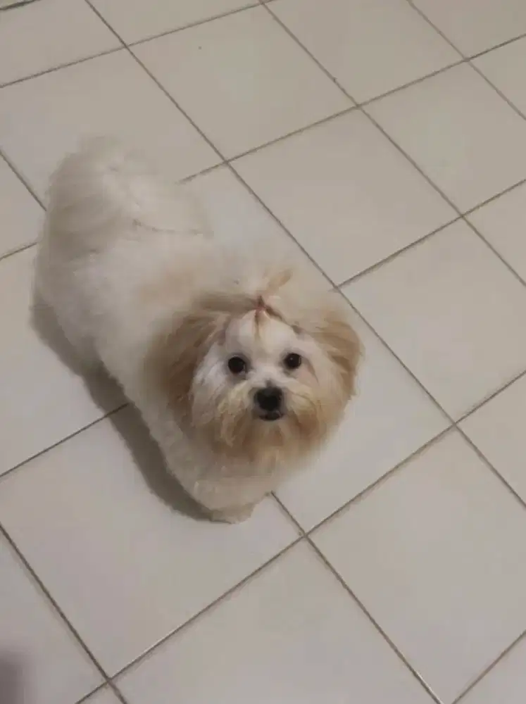 Jual anjing mix