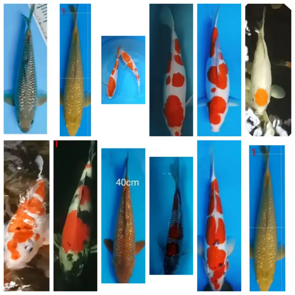 Koi size 40-60cm bandung