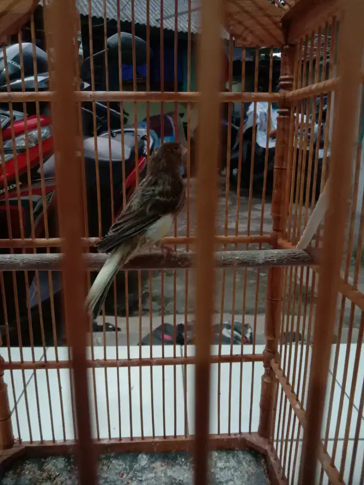 Kenari betina body big calon indukan mantap harian ngriwik putus