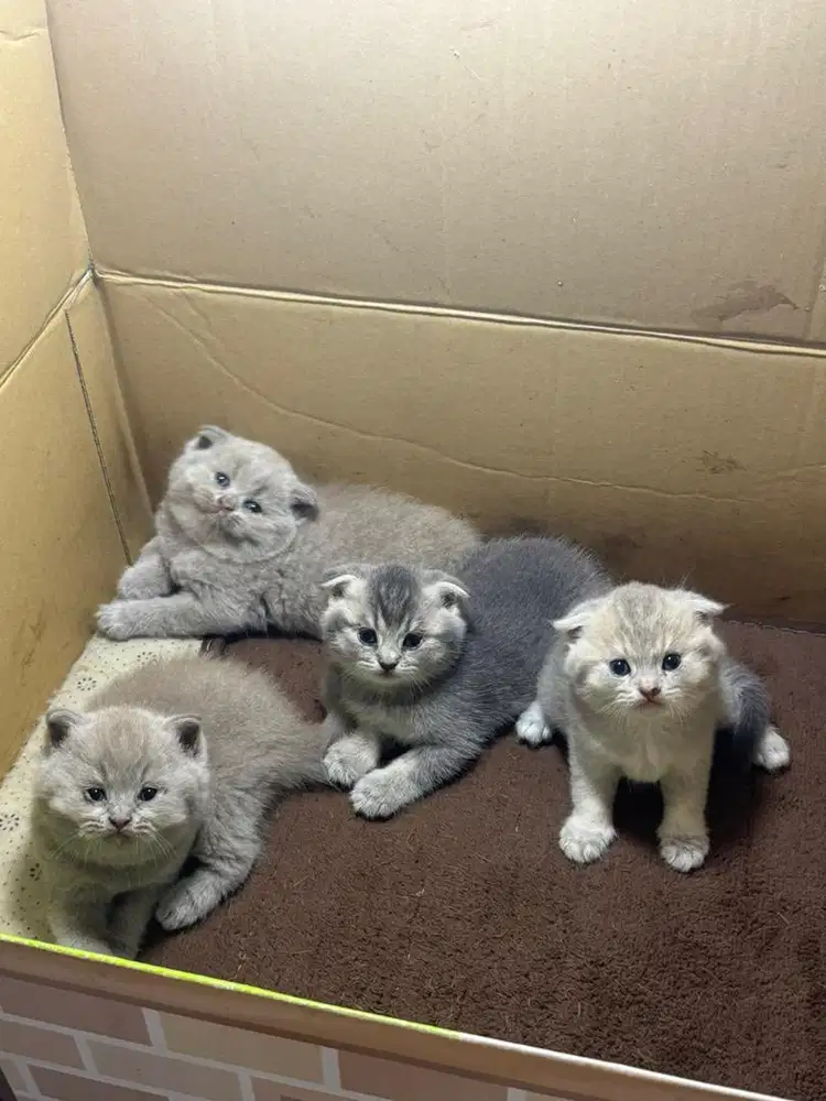 Kucing bsh medan jantan dan betina