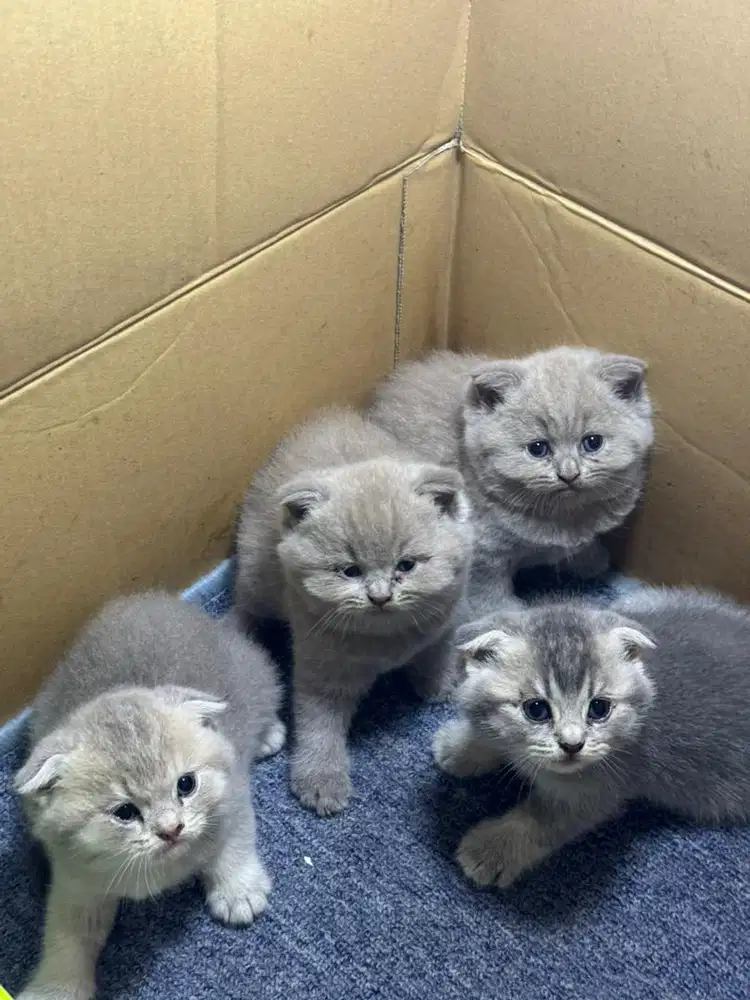 Kucing bsh medan jantan dan betina