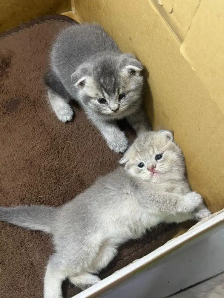 Kucing bsh medan jantan dan betina