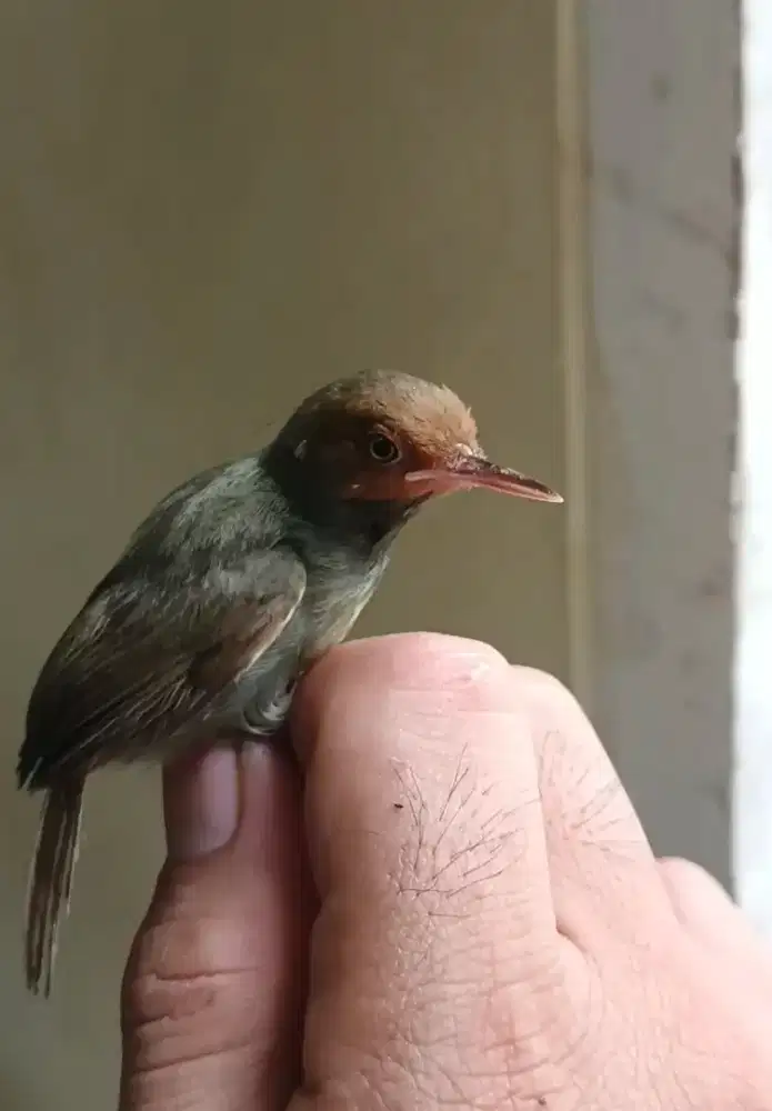 Burung prenjak jantan
