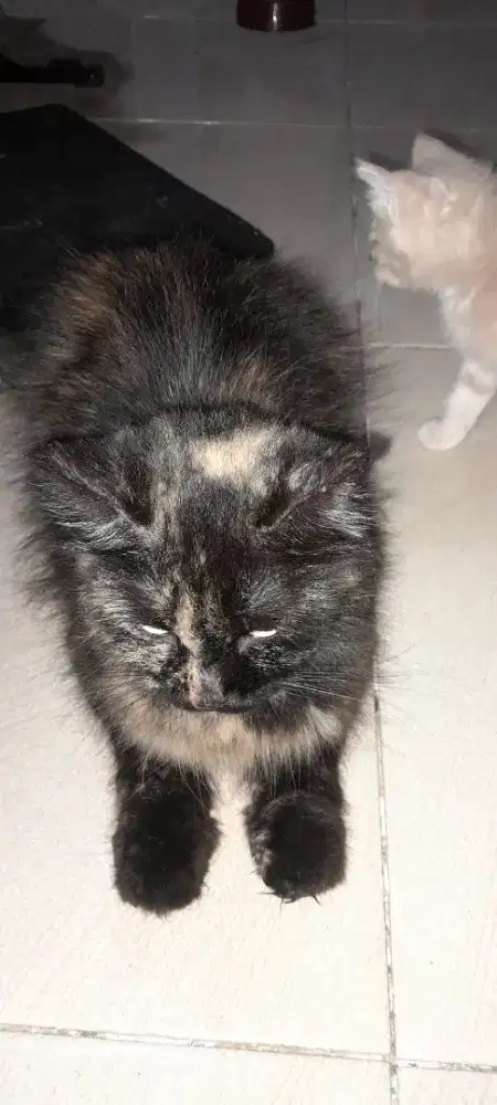 Jual lepas adopsi kucing