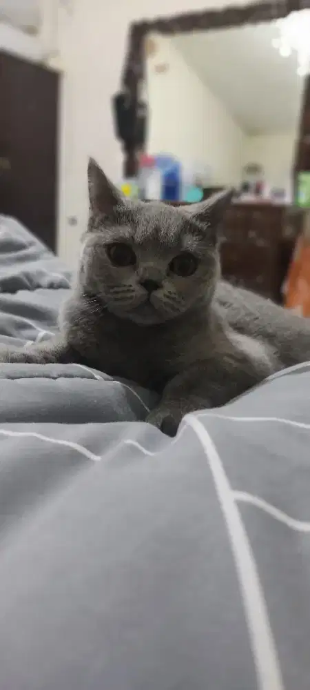 Kucing Brithis Short Hair