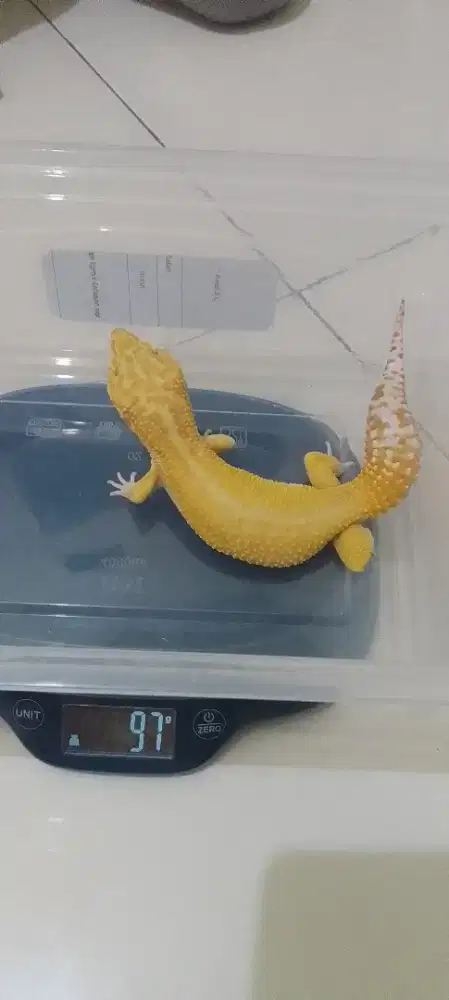 Giant Gecko ((Rare))