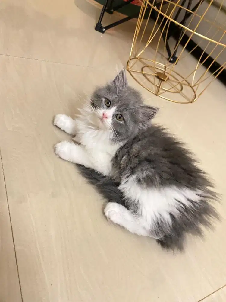 Kitten abu putih betina bicolour