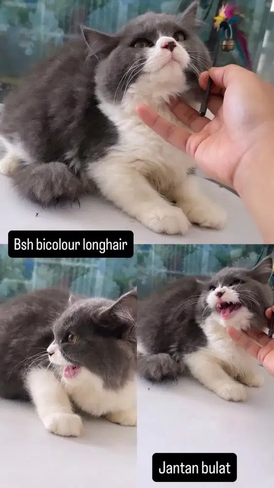 Kitten jantan bsh longhair bicolour abu putih