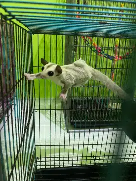 Sugar Glider Platinum Jantan 4 Bulan