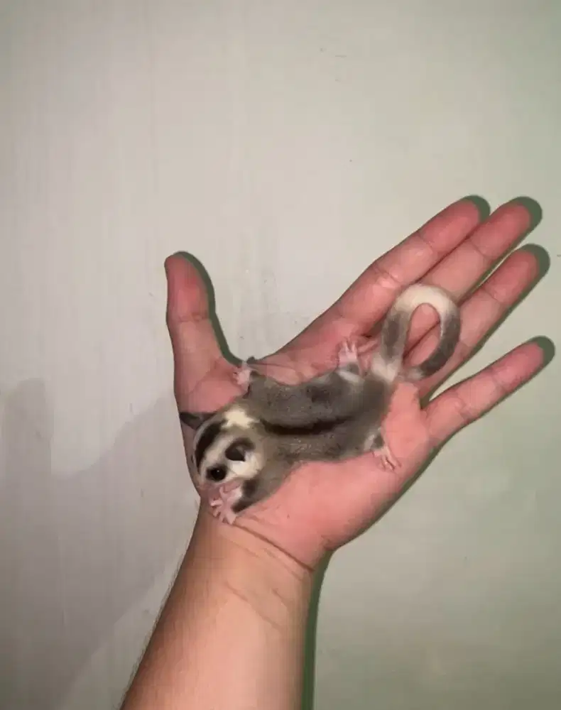 Sugar Glider Mozaik Ringtail Betina