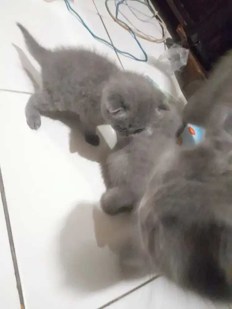 Scotish fold betina dengan 2 anak usia 3 bln