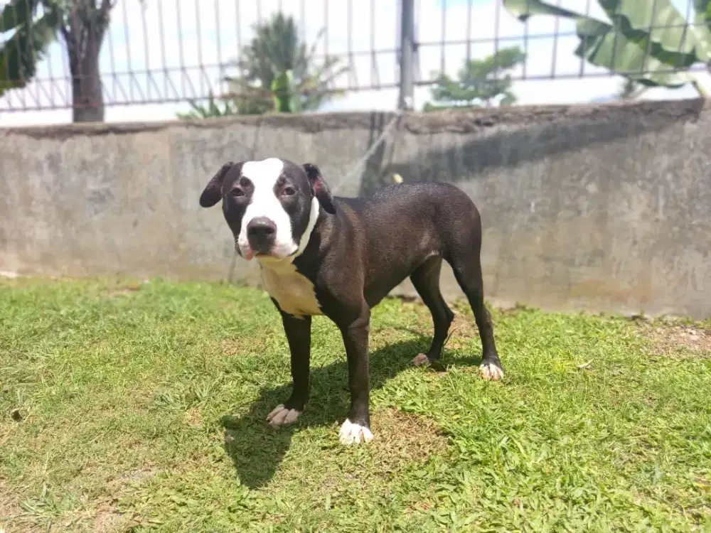 Pitbull size XXL