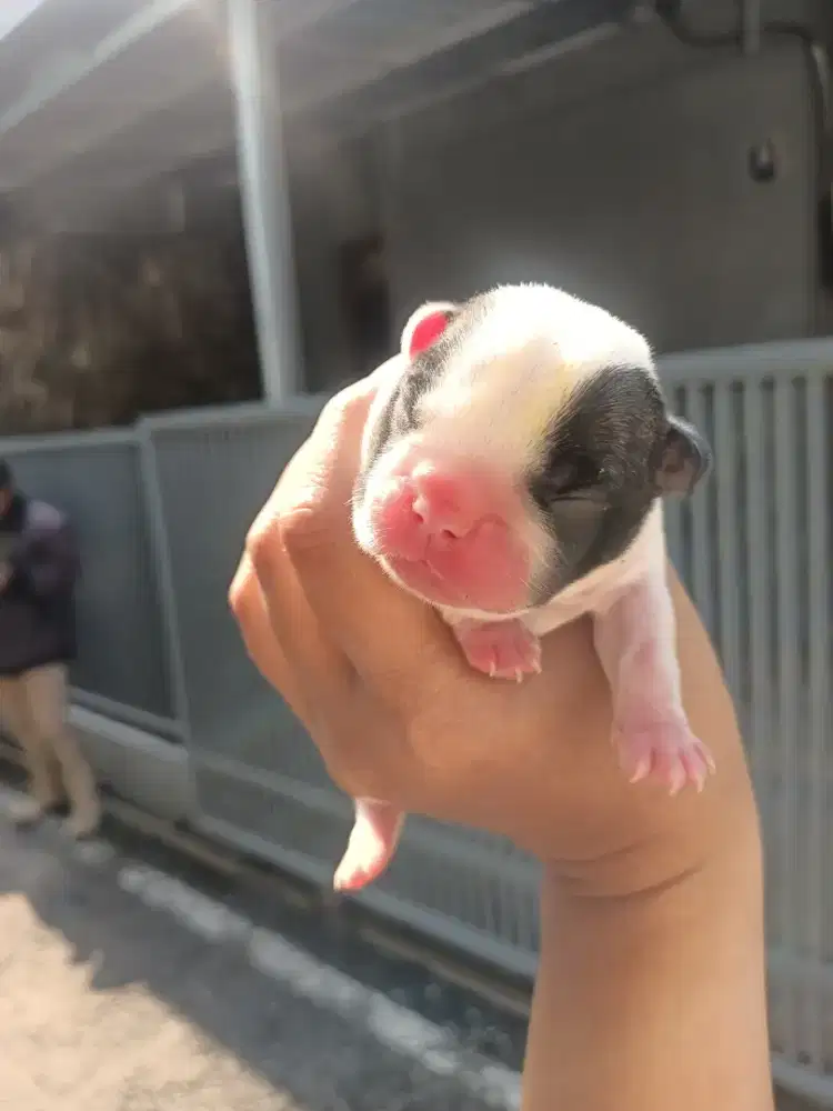 Jual anakan french buldog