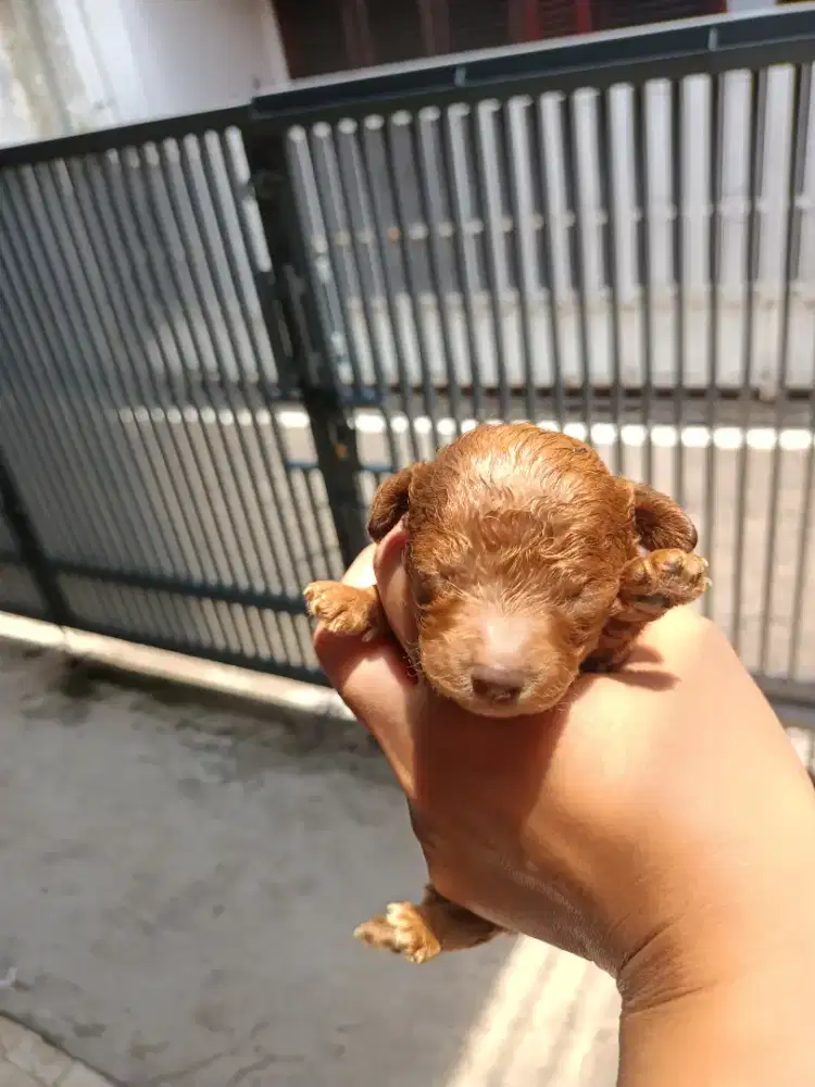 Anakan toy poodle warna Red / brown