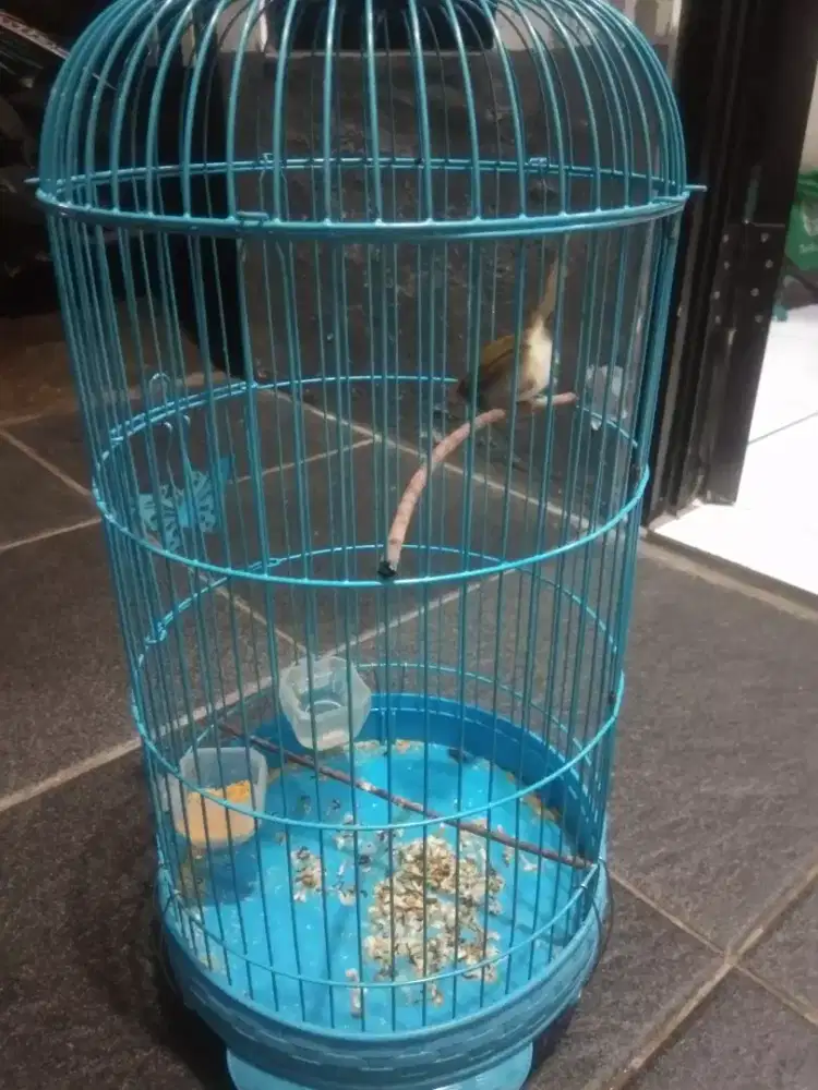 Prenjak jantan medang voer total