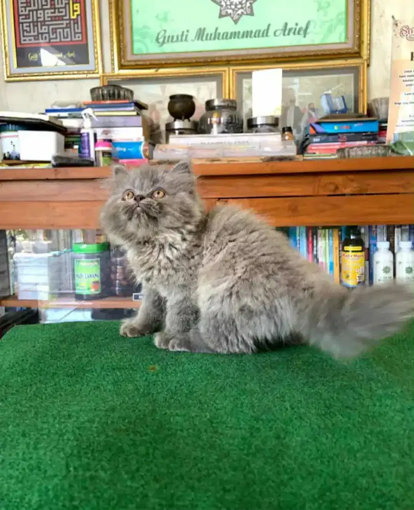 anak kucing betina Norwegia forest