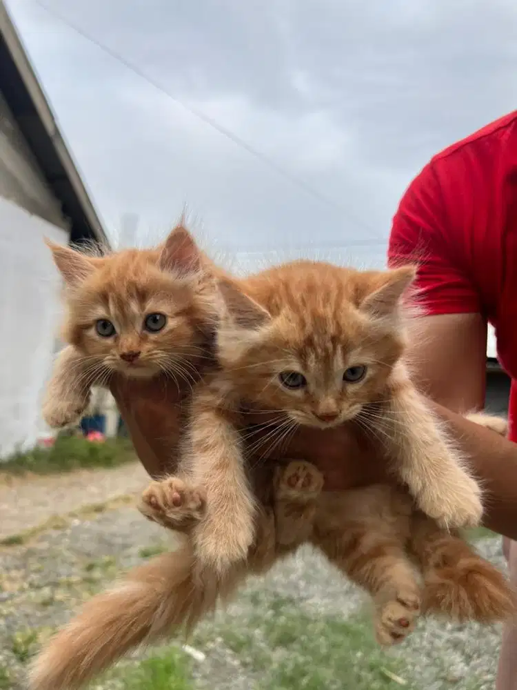 Kitten lepas adob