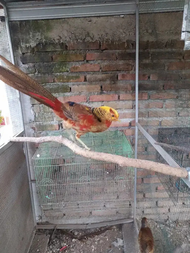Sepasang ayam hias golden pheasant atau ayam hutan tibet