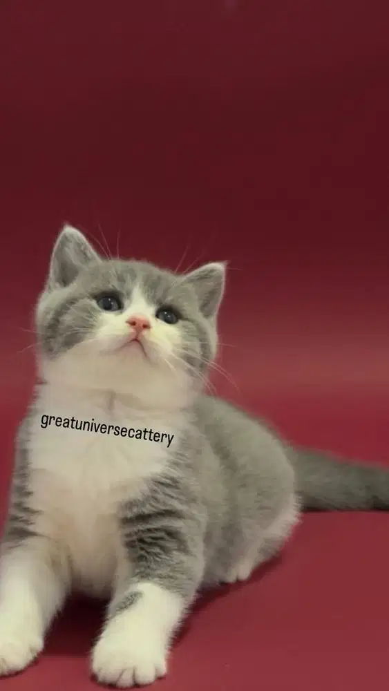 British Shorthair Bico Blue Jantan Import