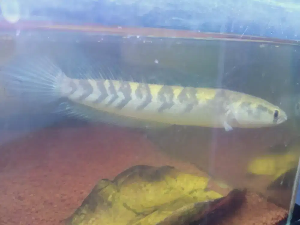 Ikan chana yellow sentarum