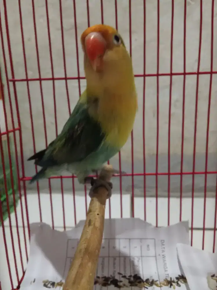 Burung Lovebird