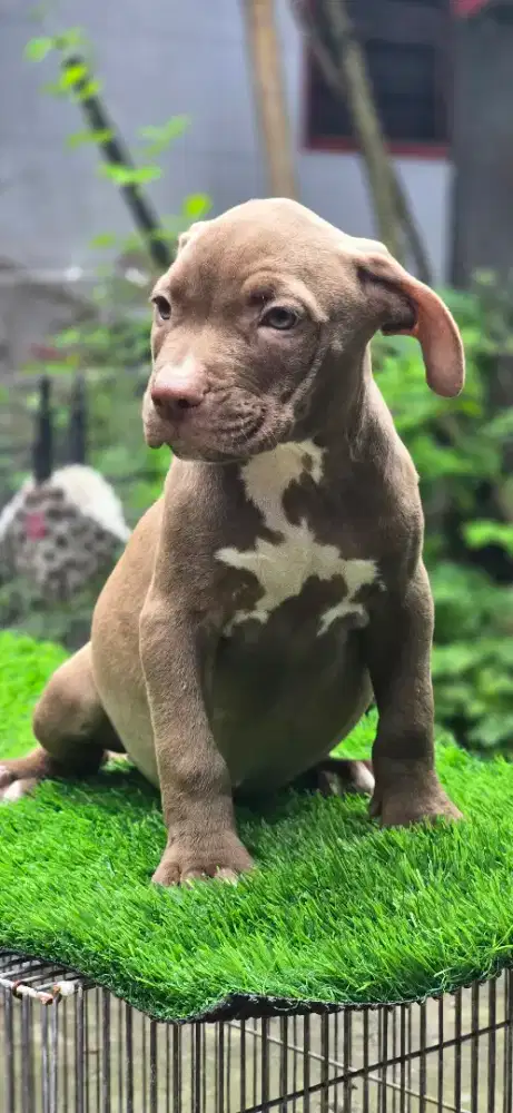 Pitbull puppy female