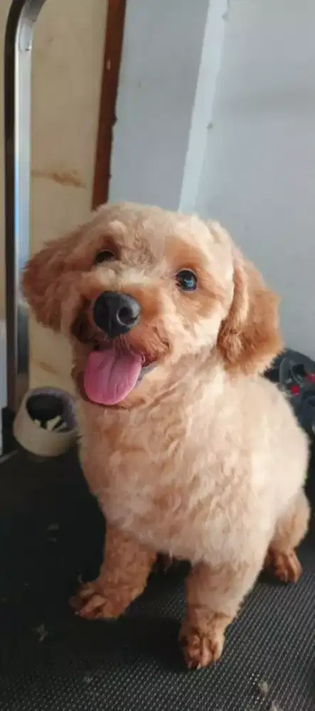 Borongan poodle ( klpa gading)