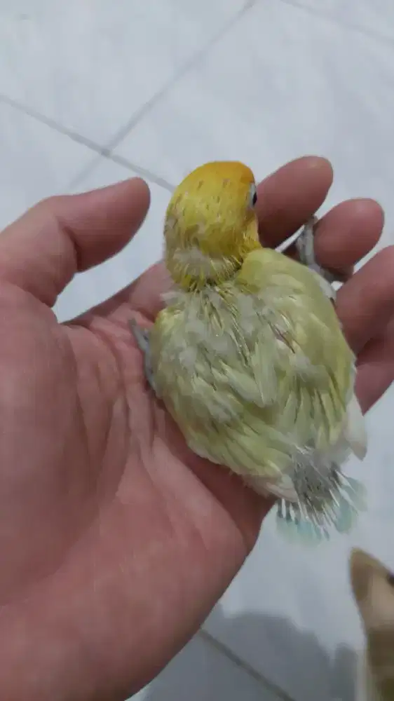 Burung lovebird anakan PB Pastel