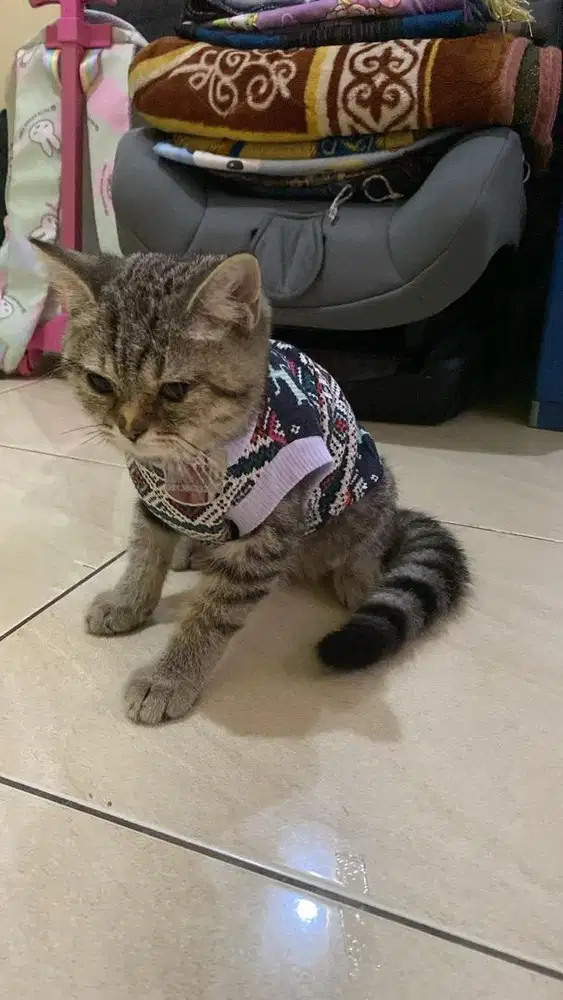 Kucing Bsh Nonped