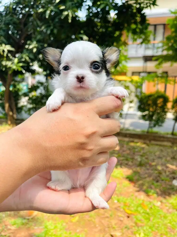MINI CHIHUAHUA LONGHAIR JANTAN
