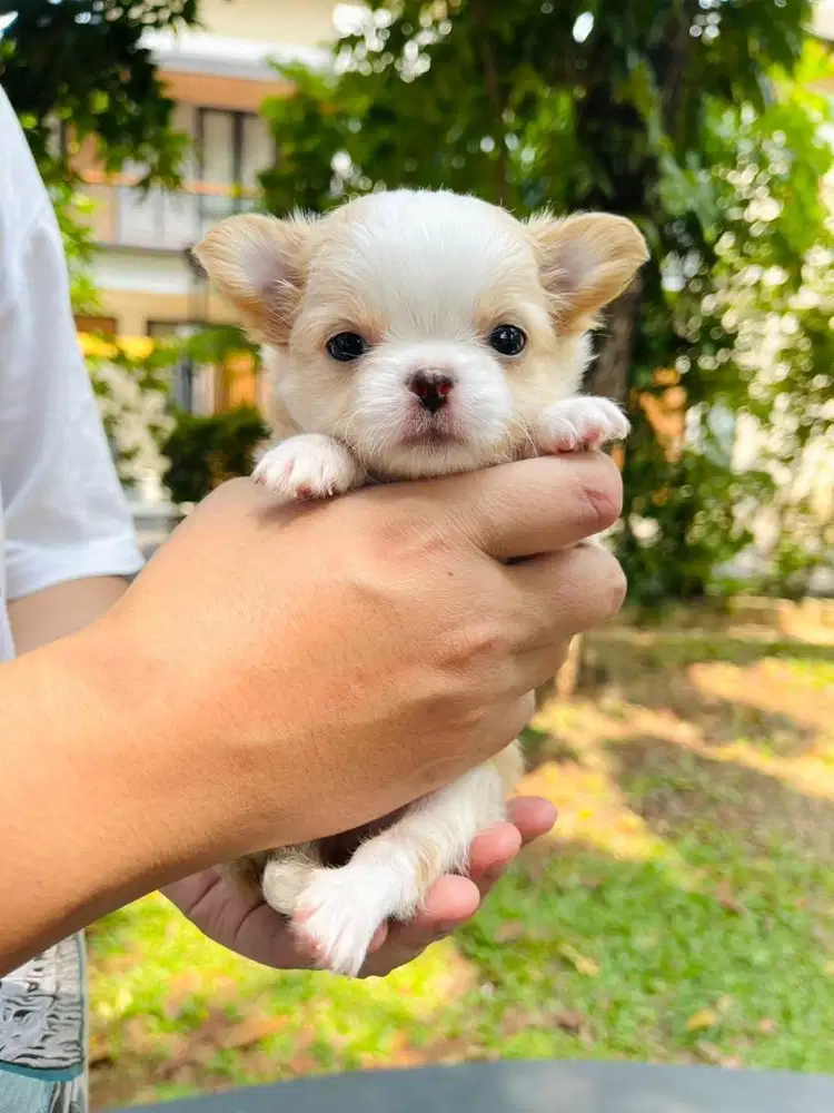 MINI CHIHUAHUA LONGHAIR BETINA