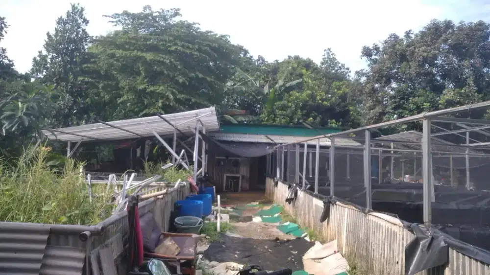 Ngerawat kebon yg siap nginap