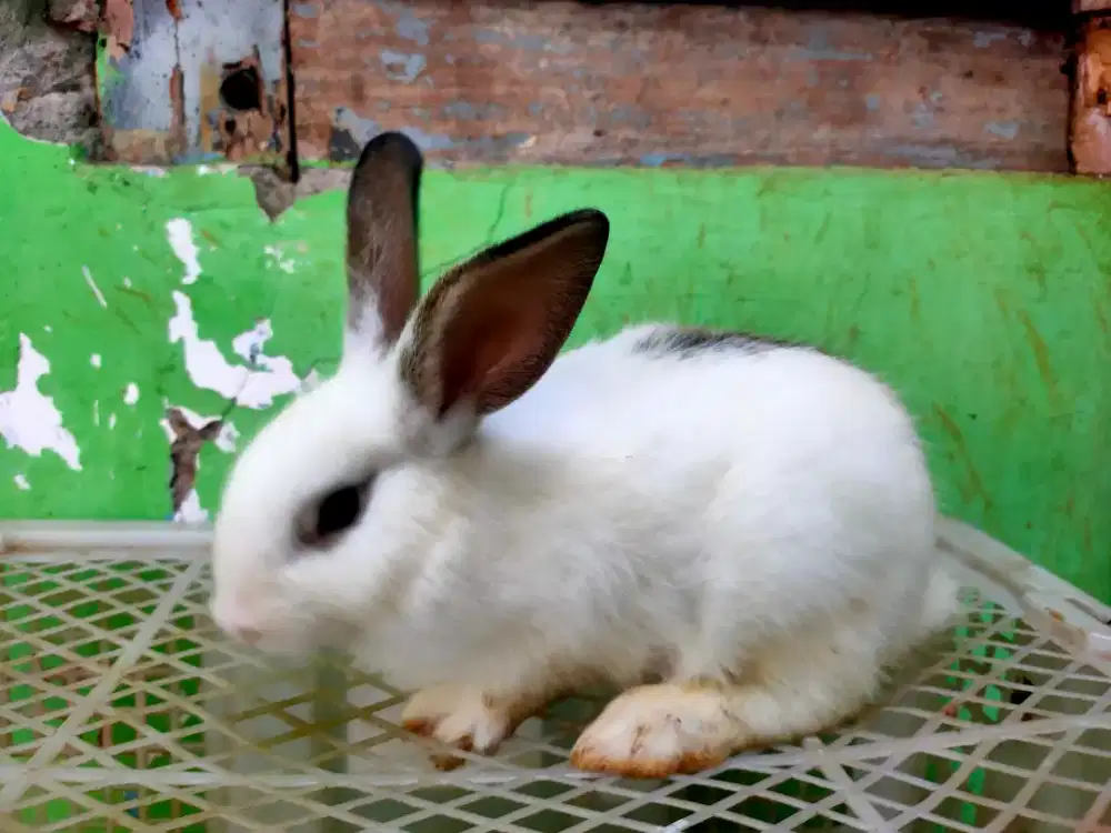 Anakan kelinci lucu