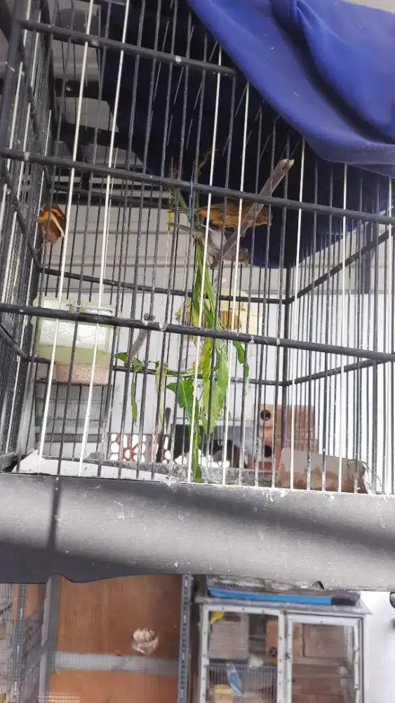Jual burung kenari