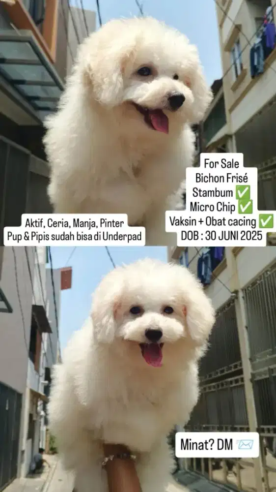 Bichon Frise Betina 4 bulan
