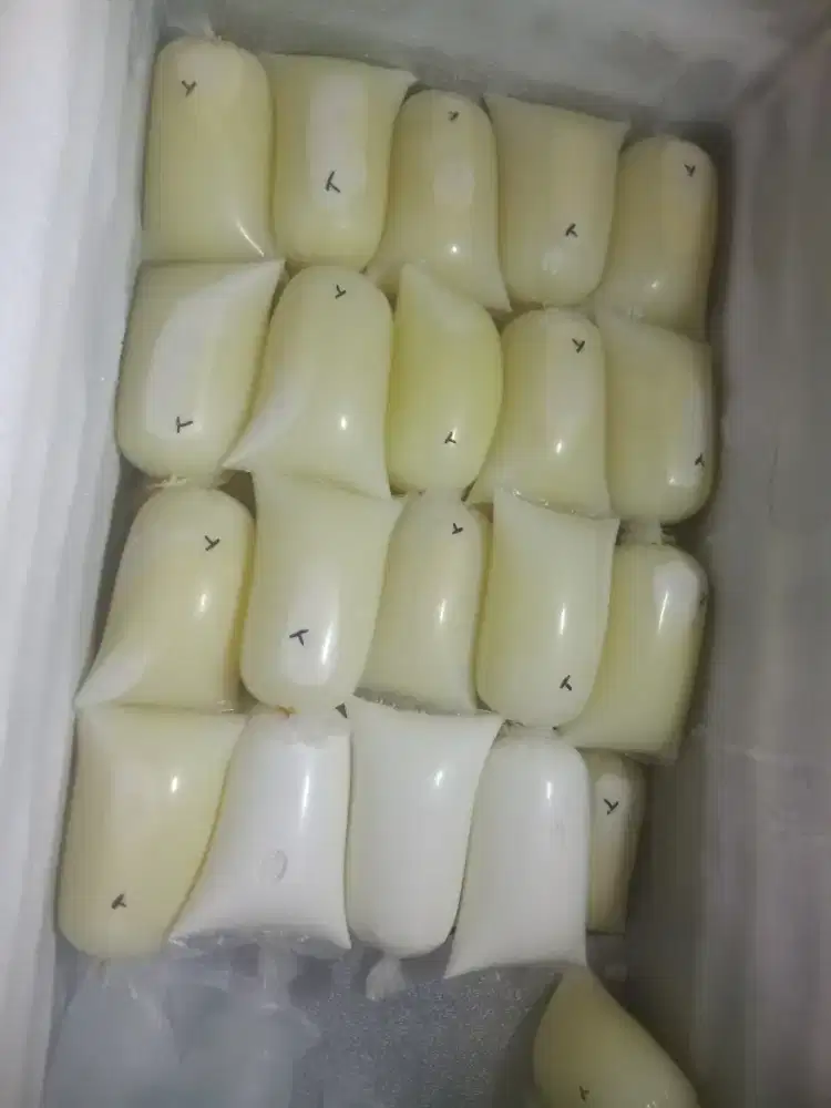 Susu kambing etawa murni fres