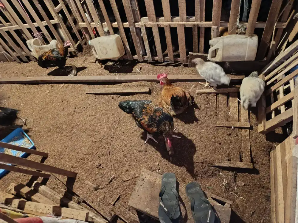 Ayam kampung hidup